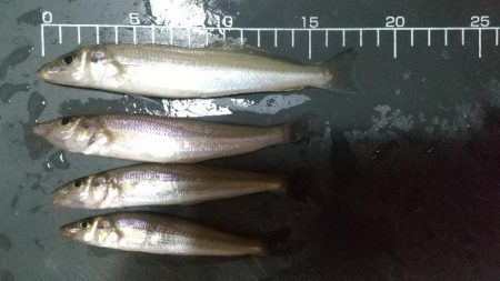 チャリコ湧いてる