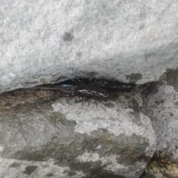 エビも終盤戦？