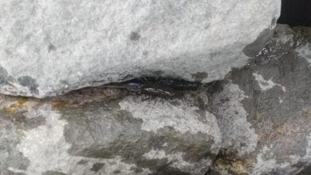 エビも終盤戦？