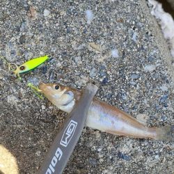 ライトゲームでキス釣り👍