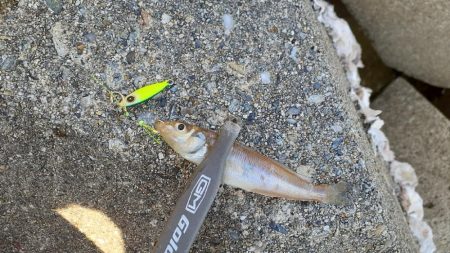 ライトゲームでキス釣り👍