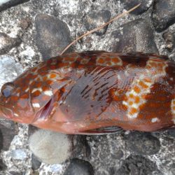 キジハタしか釣れない