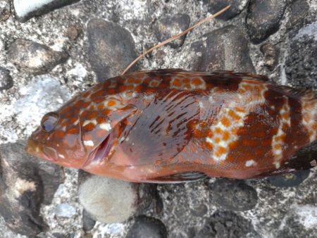 キジハタしか釣れない