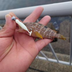 仕事帰りのロックフィッシュ