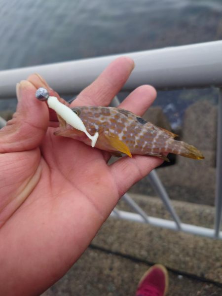 仕事帰りのロックフィッシュ