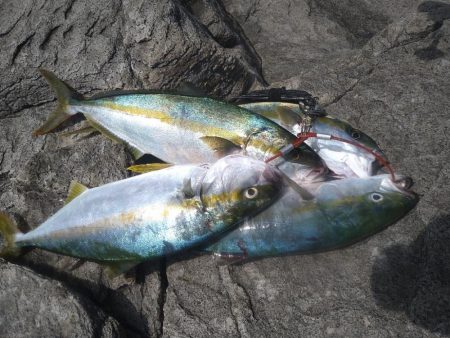 荒れ後の越前海岸