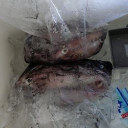 イカメタル（2回目）！！