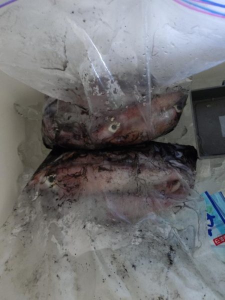 イカメタル（2回目）！！