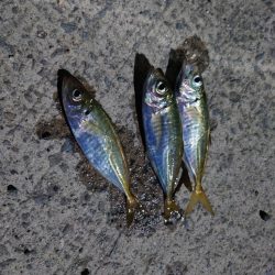 久しぶりのアジ釣れました?