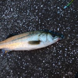 おかえり！シーバスさん！