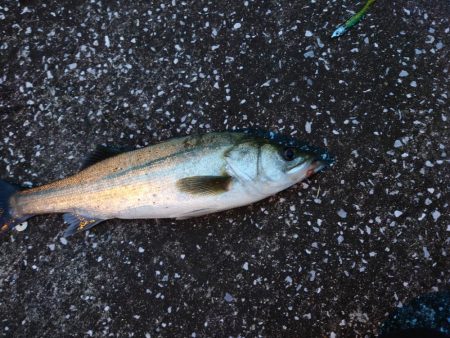 おかえり！シーバスさん！