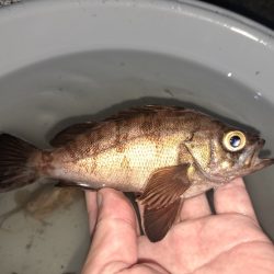 夜でも暑くなってきました