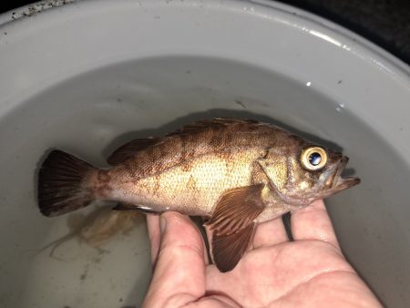 夜でも暑くなってきました