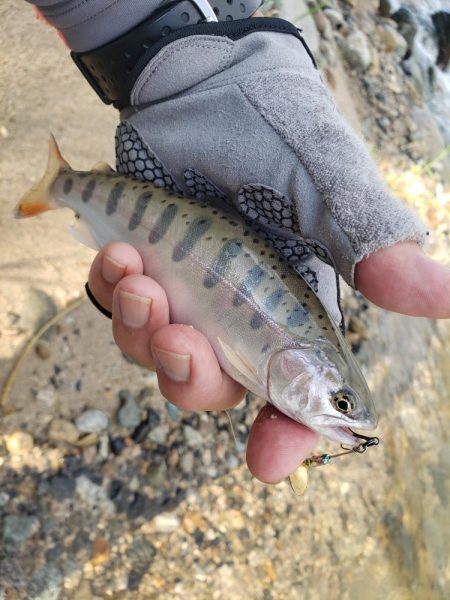 暑いしバラすし今日は駄目です