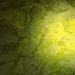 マブナ 泣きの40