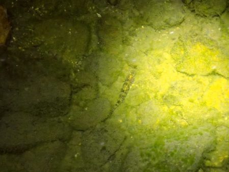 マブナ 泣きの40