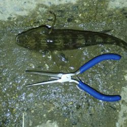 手長エビ釣り 今年ラスト？