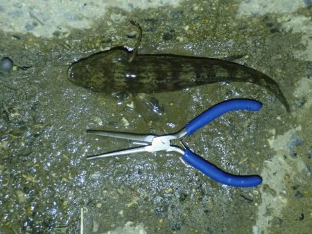 手長エビ釣り 今年ラスト？