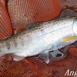 良型が減ってきた。