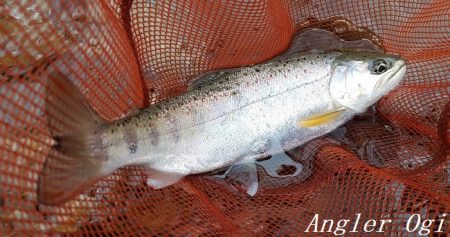 良型が減ってきた。