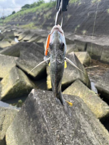 清武川　ルアー釣り