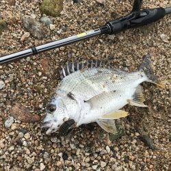 シャローフラットでチニング