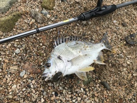 シャローフラットでチニング