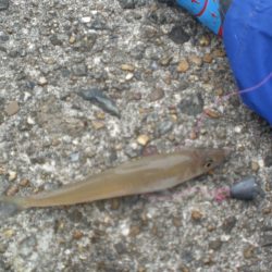 久しぶりの投稿です。