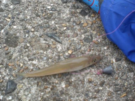 久しぶりの投稿です。