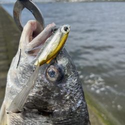 広島河川シーバス