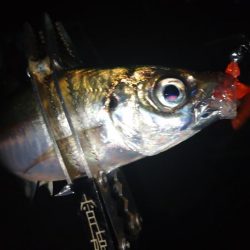 雨の止みまにアジング