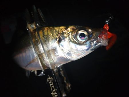 雨の止みまにアジング