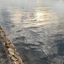 渋くても釣れるんです。