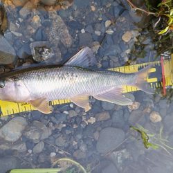 今年初のケタバス釣行