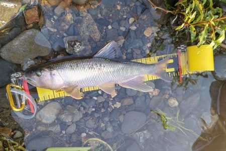 今年初のケタバス釣行