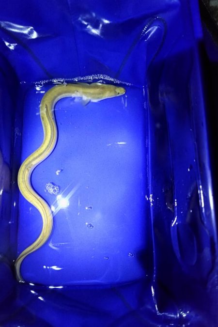 大和川下流でうなぎ釣り