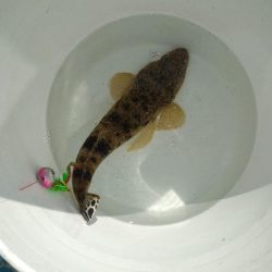 久々のオフショア