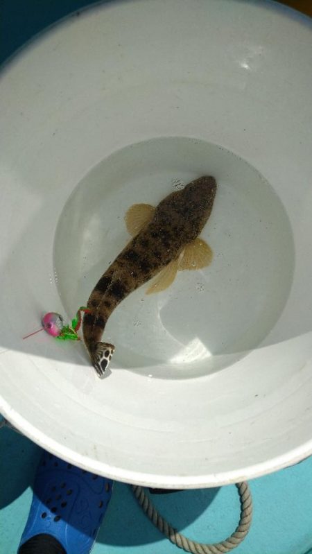 久々のオフショア