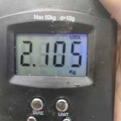 #アオリイカ　2.105Kg  1.2Kg