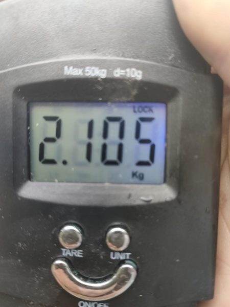 #アオリイカ　2.105Kg  1.2Kg