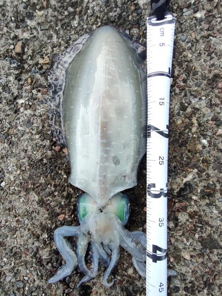 #アオリイカ　３杯