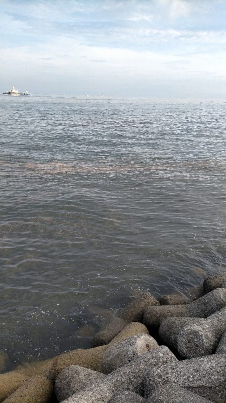 夜アジからの朝マヅメ