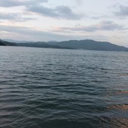 可愛いアオハタ