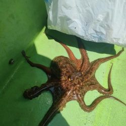 エギタコ釣り（えさ政さんより）