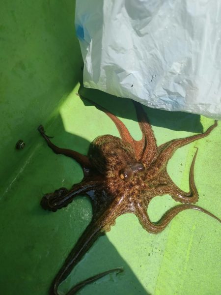 エギタコ釣り（えさ政さんより）