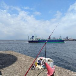 播磨新島のキス調査