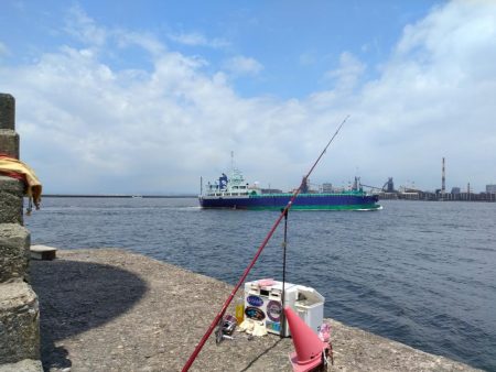 播磨新島のキス調査