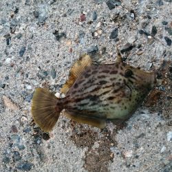 久しぶりのつ抜け