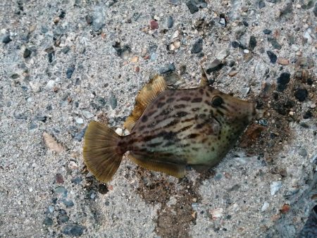 久しぶりのつ抜け