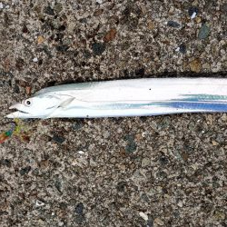 金沢港アジ必勝法